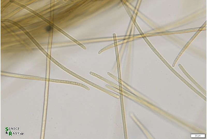 Anagnostidinema amphibium 