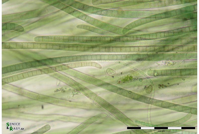 Phormidium chalybeum 