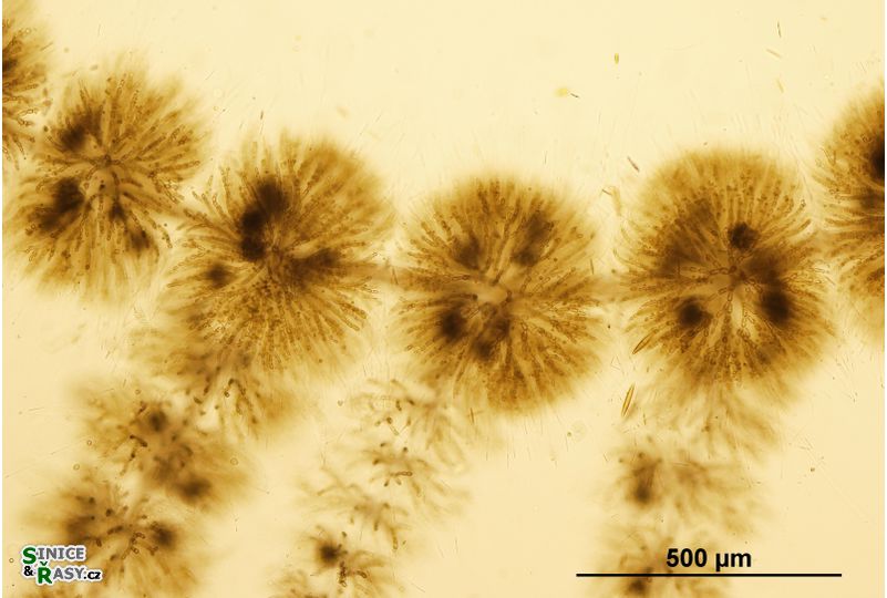 Batrachospermum turfosum