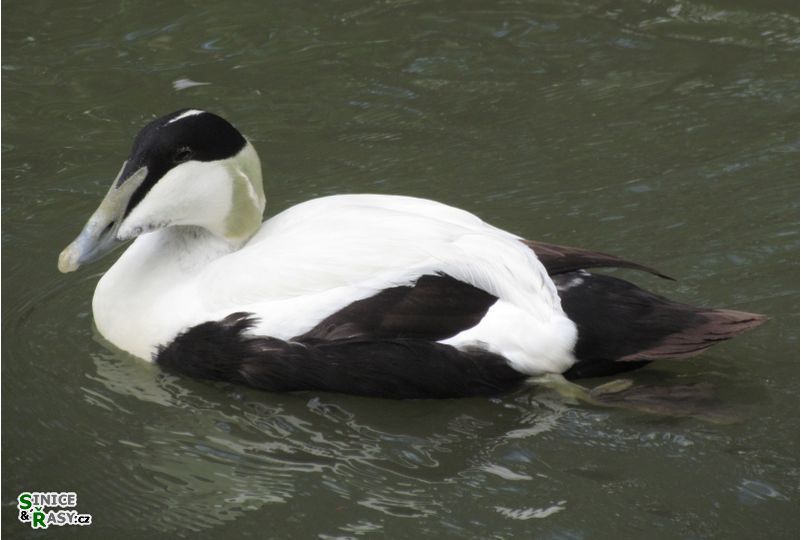 Somateria mollissima