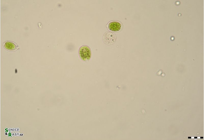 Chlamydomonas