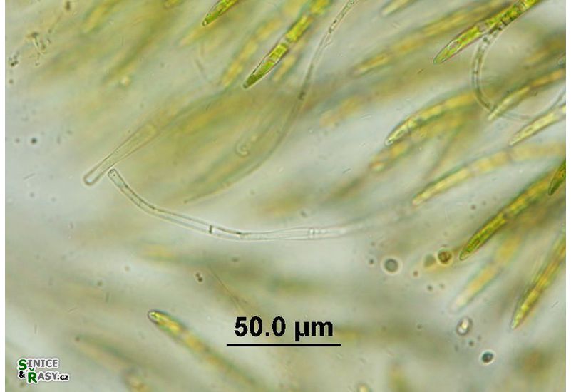 Chaetophora elegans
