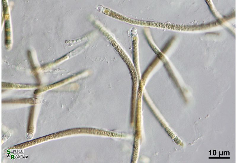 Microchaete