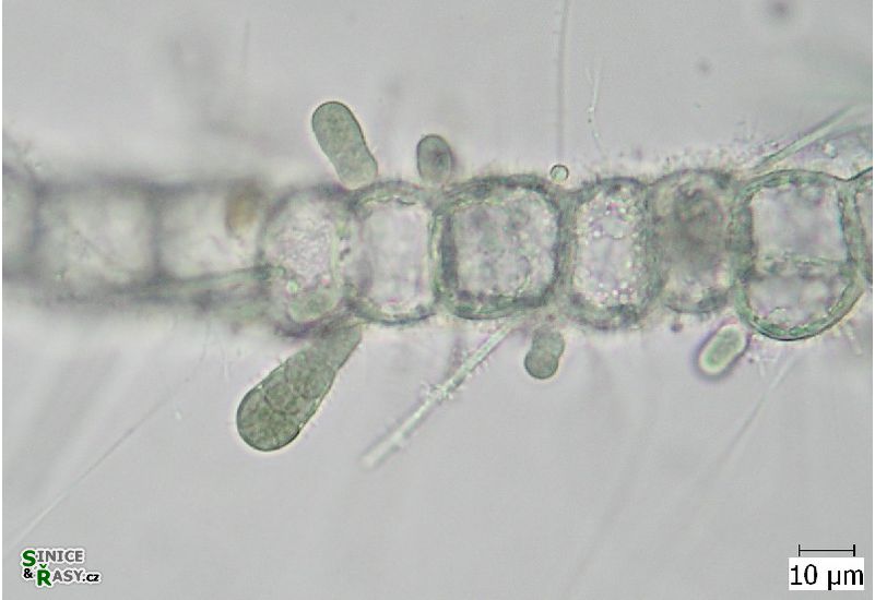 Chamaecalyx swirenkoi
