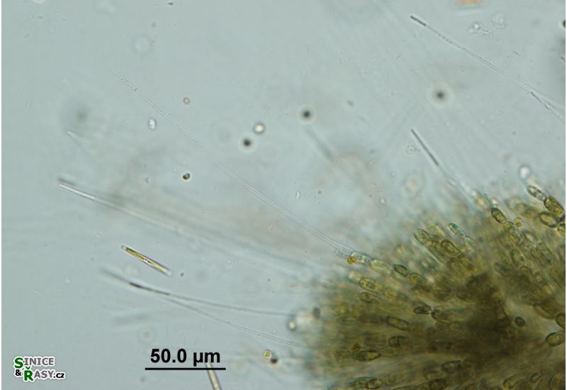 Batrachospermum turfosum