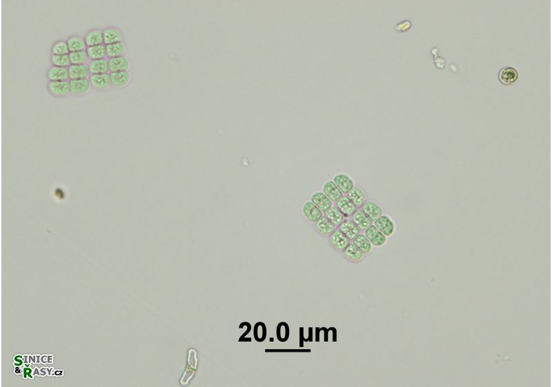 Merismopedia angularis