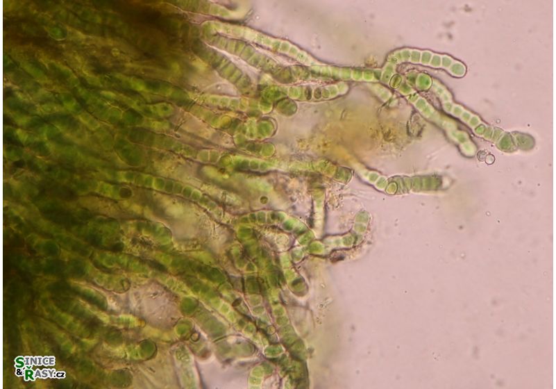 Capsosira brebissonii