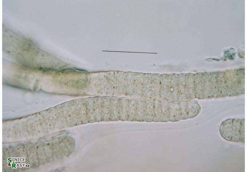 Blennothrix