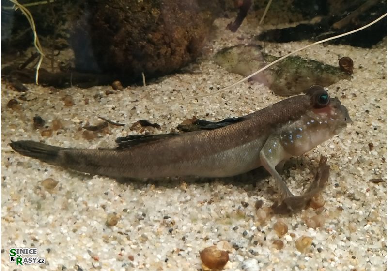 Periophtalmus barbatus