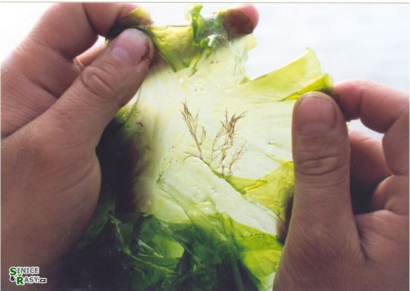 Ulva lactuca