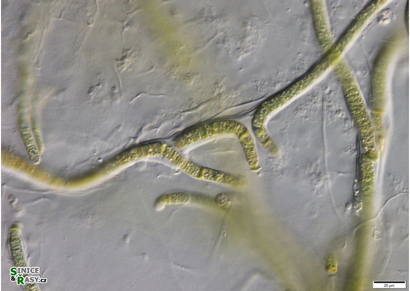 cf. Scytonematopsis