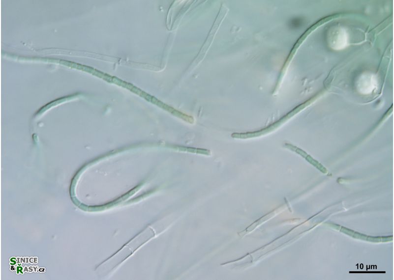 cf. Arthronema