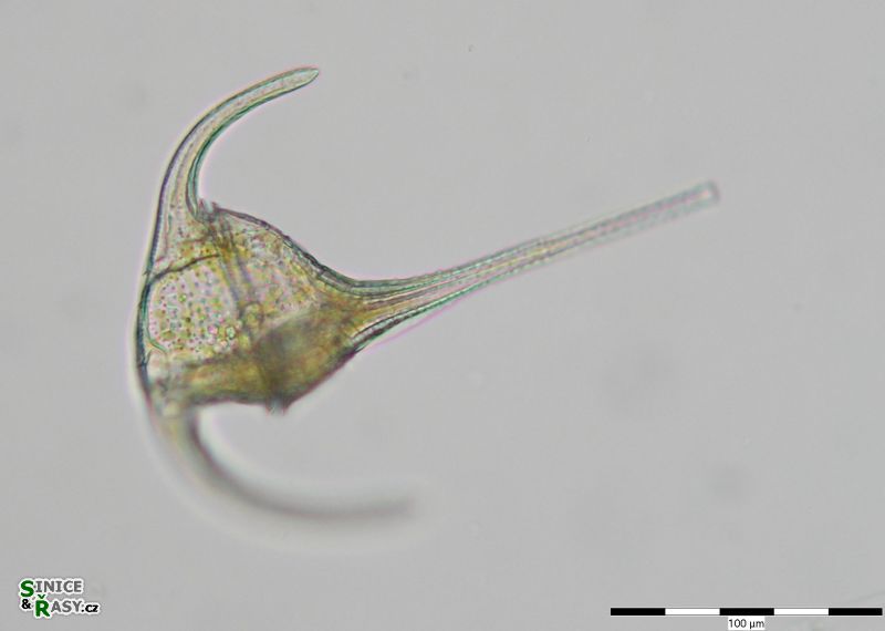 Ceratium tripos