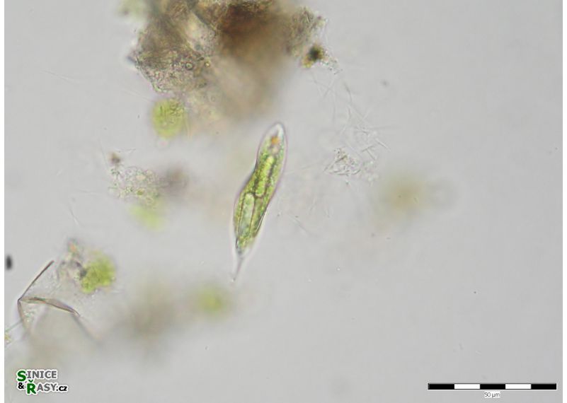 Lepocinclis tripteris