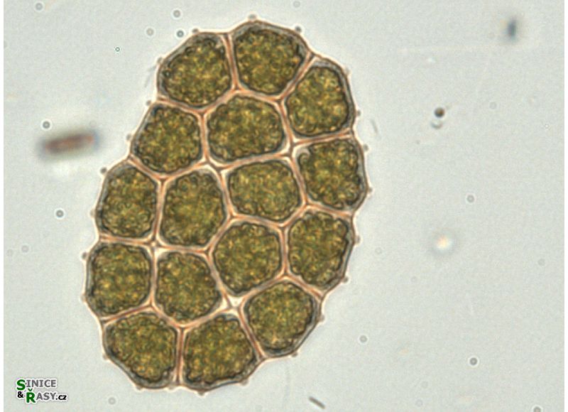 Pseudopediastrum integrum
