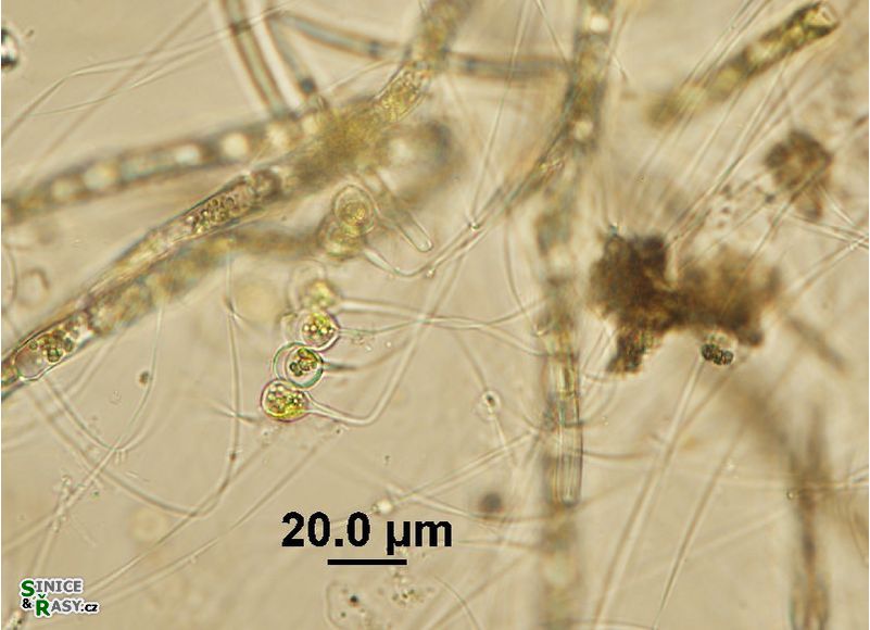 Aphanochaete repens