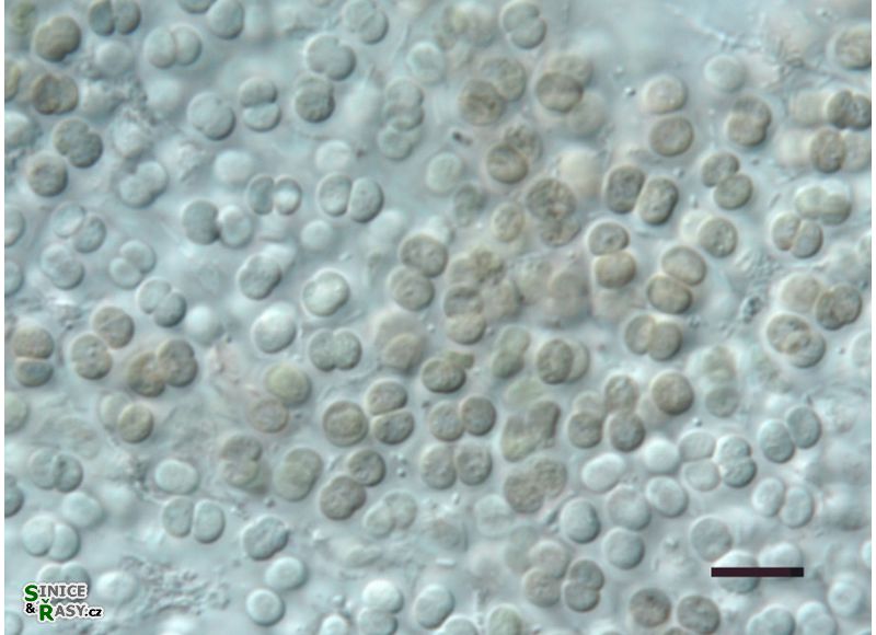 Chroococcus cohaerens