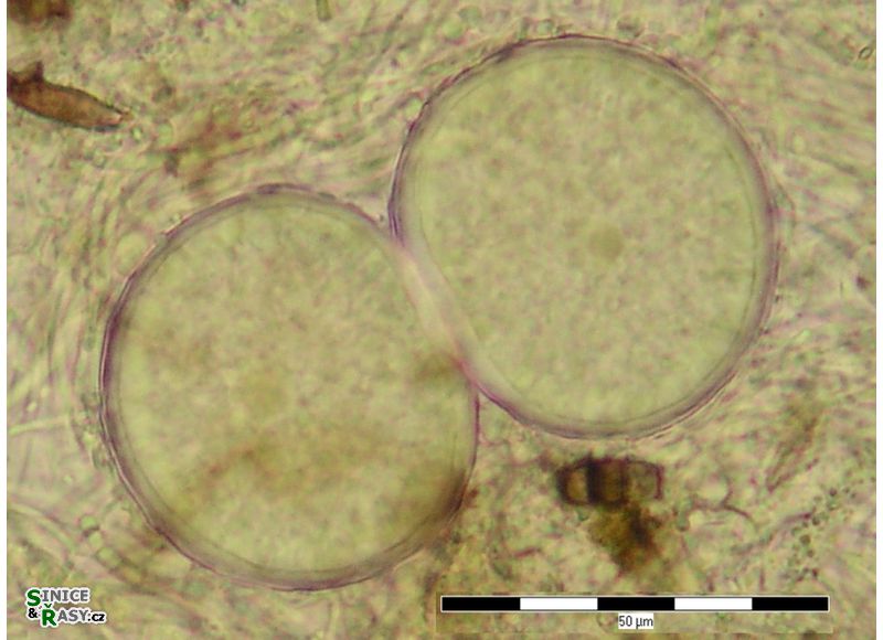 Chroococcus occidentalis