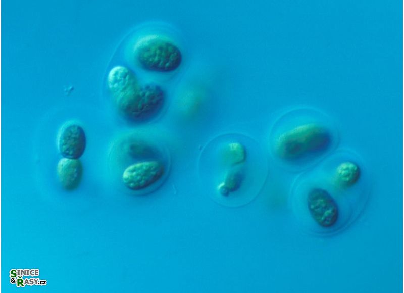 Gloeocapsa calcarea