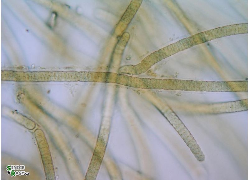 Blennothrix