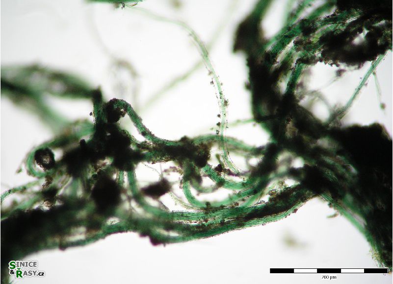Microcoleus lacustris