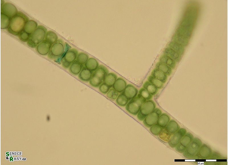 Stigonema ocellatum