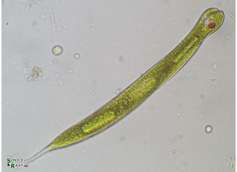 Lepocinclis oxyuris