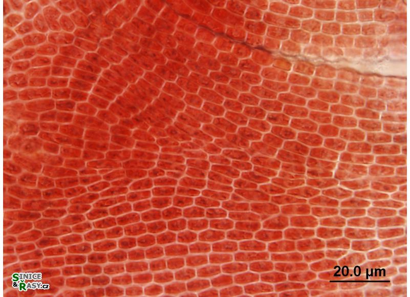 Hildenbrandia rivularis