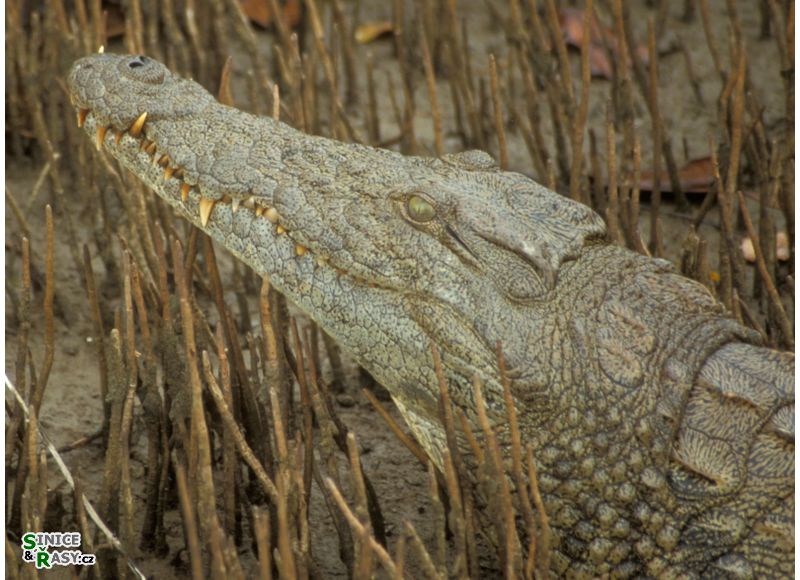 Crocodylus niloticus