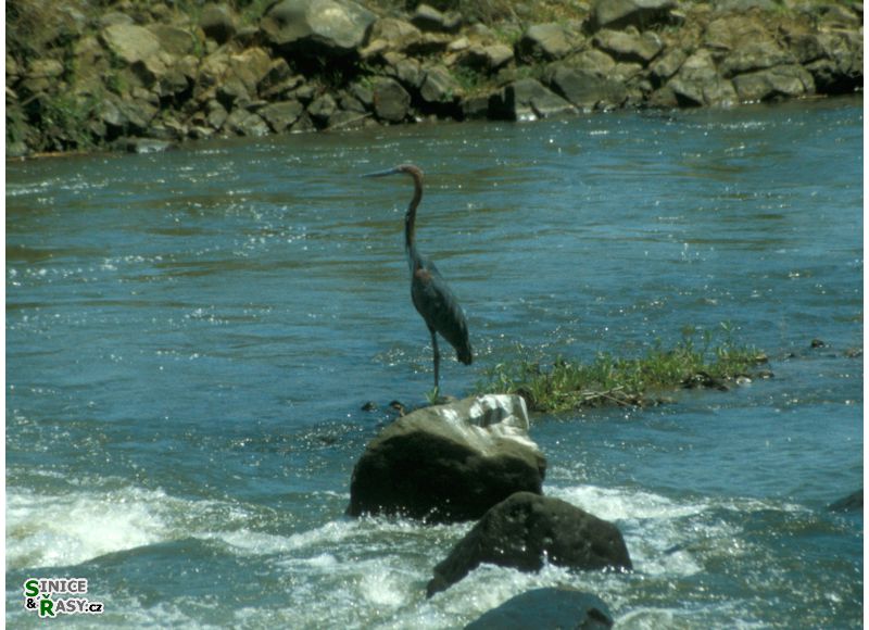 Ardea goliath