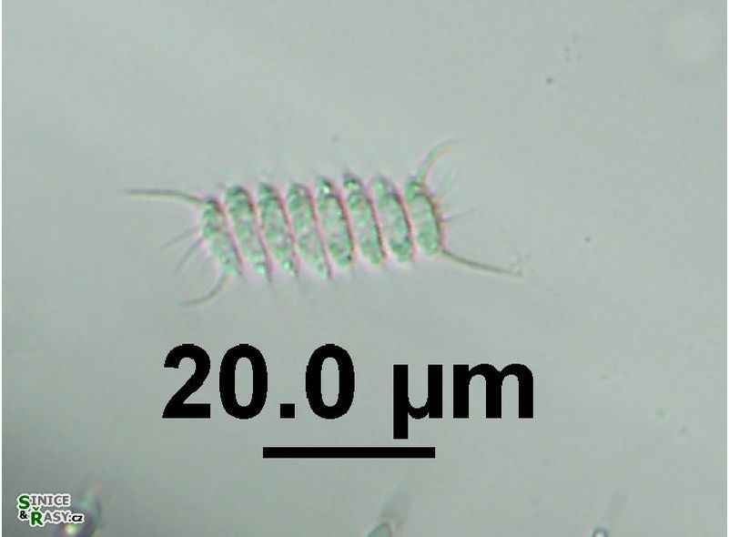 Desmodesmus sempervirens