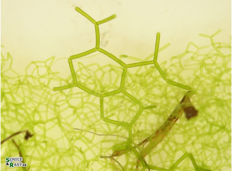 Hydrodictyon reticulatum