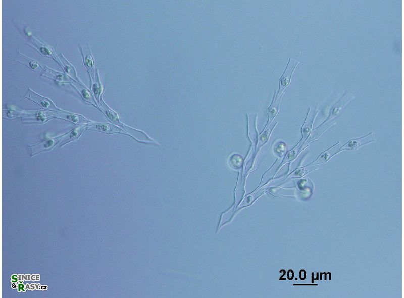 Dinobryon divergens