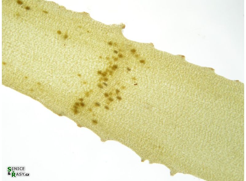 Taonia atomaria