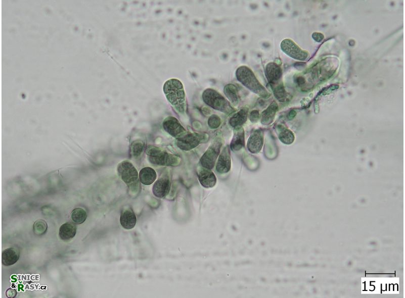 Chamaecalyx swirenkoi