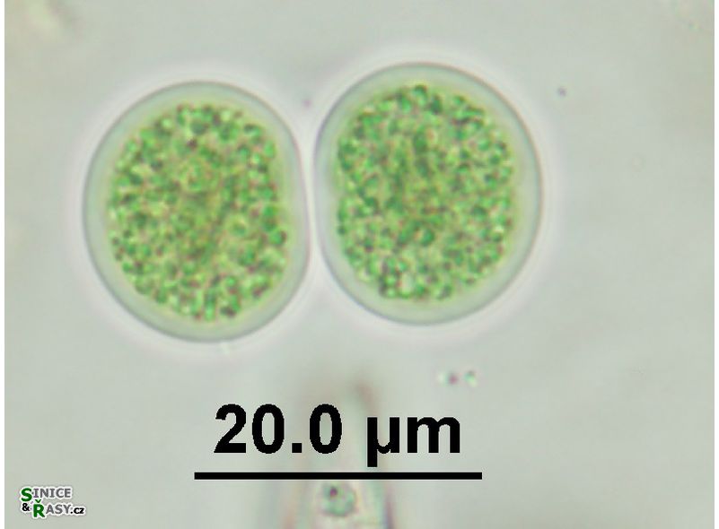 Chroococcus subnudus