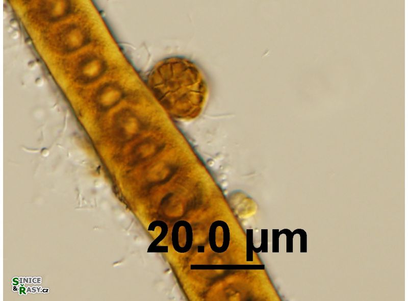 Xenotholos
