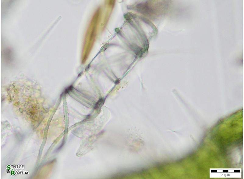 Leibleinia epiphytica
