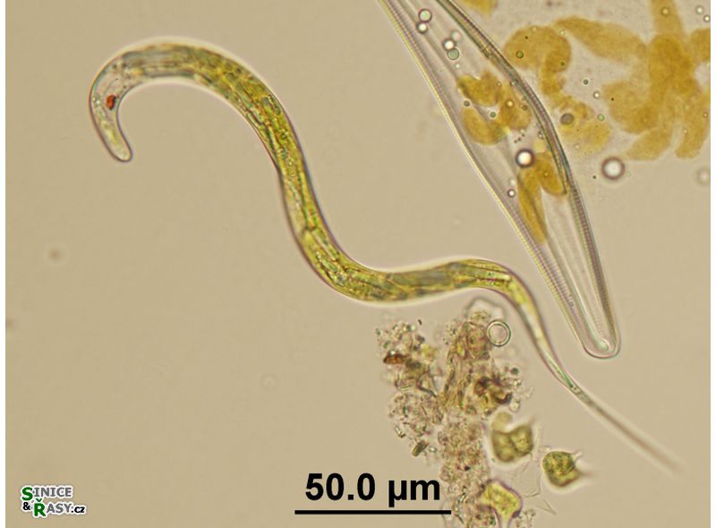 Lepocinclis acus
