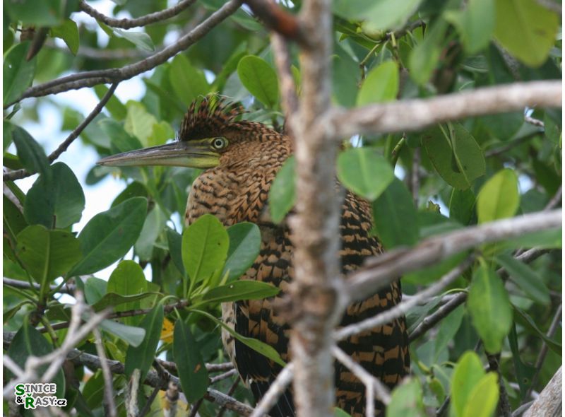 Tigriornis leucolopha 
