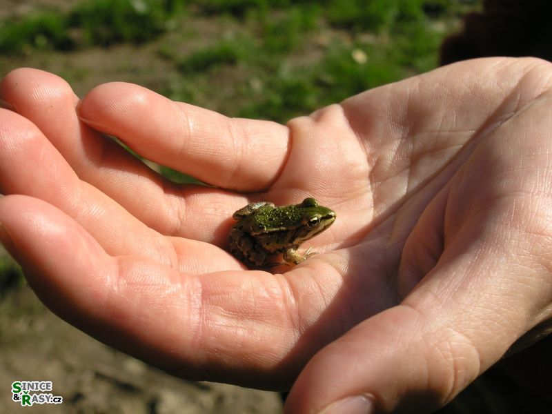 Chantransia 2005, Lomy u Jindřichova Hradce