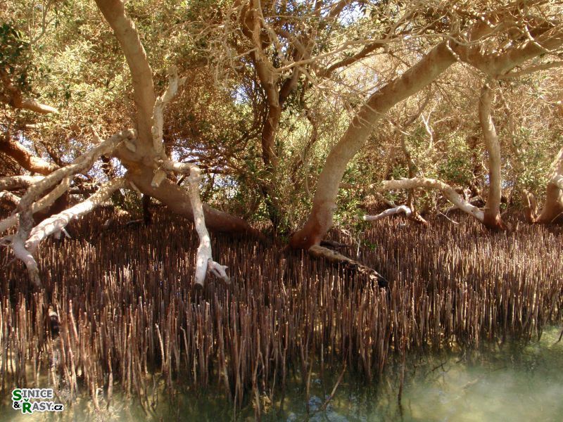 avicennia-marina8