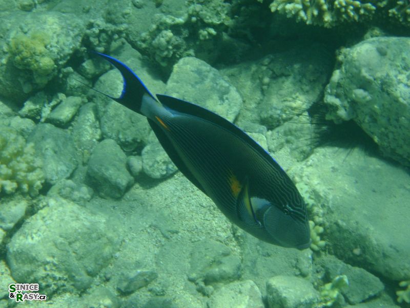 bodlok-rudomorsky-acanthurus-sohal1