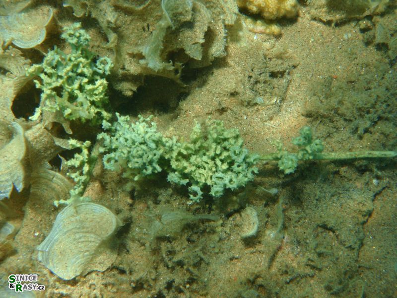 caulerpa-cf-serrulata3