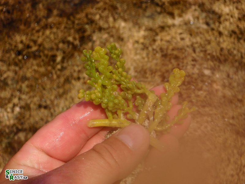 caulerpa-racemosa