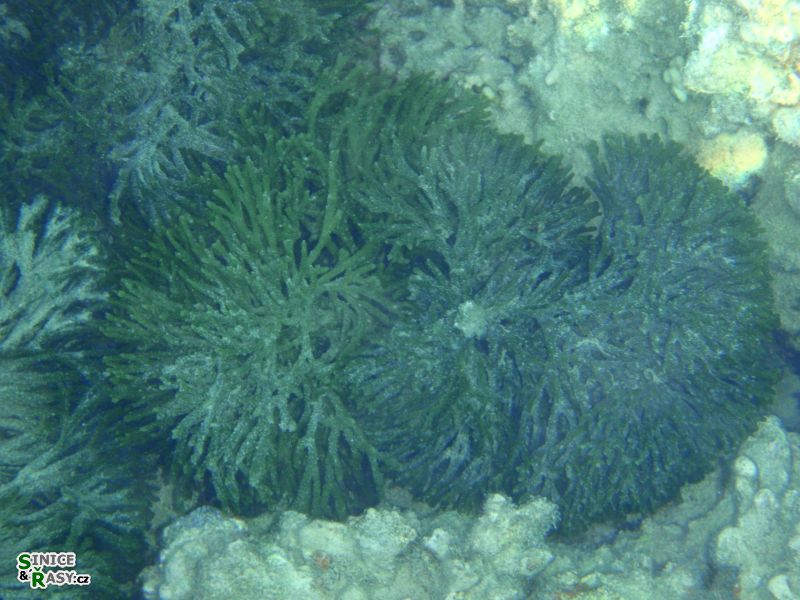 codium-cf-vermilara