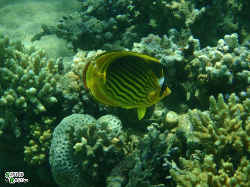 klipka-chaetodon-fasciatus3