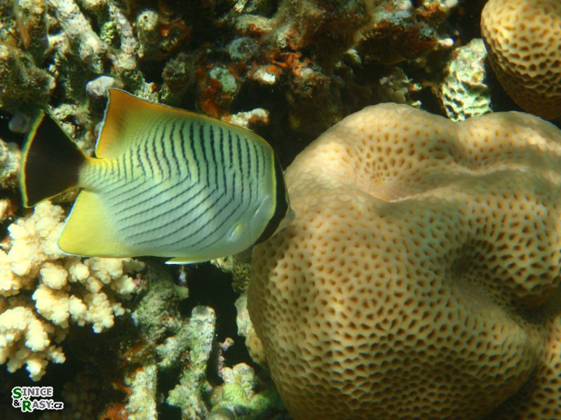 klipka-tripruha-chaetodon-trifasciatus