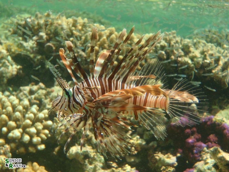 perutyn-ohnivy-pterois-volitans11