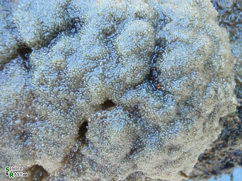 p5250257
